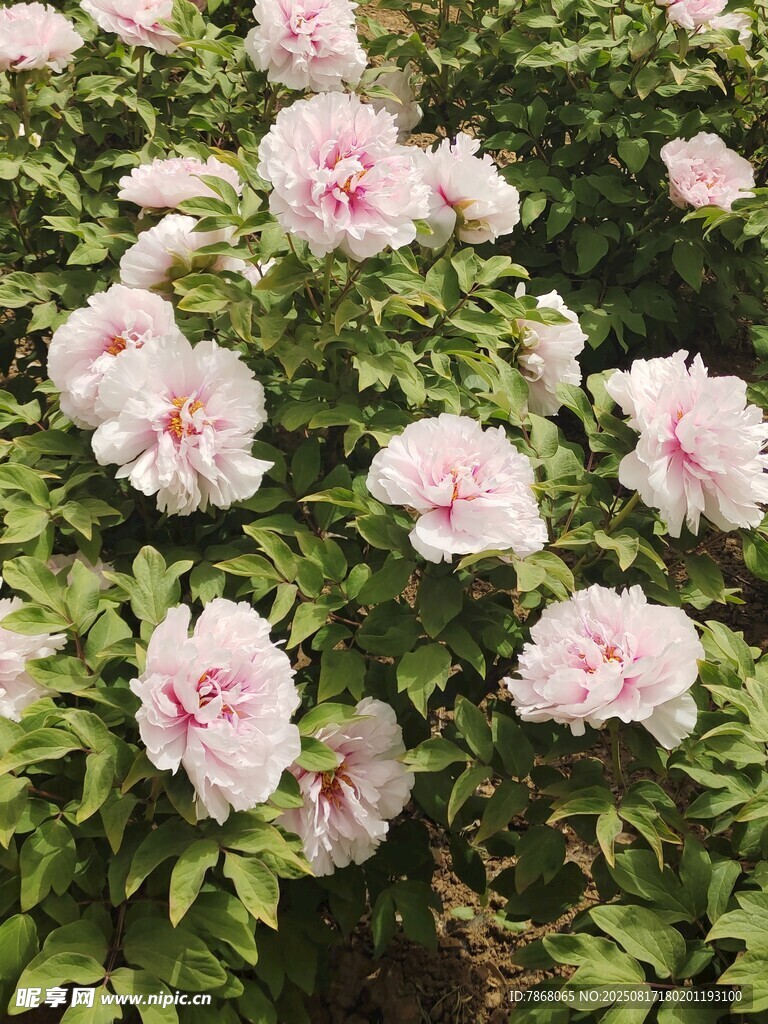 盛开的粉色牡丹花