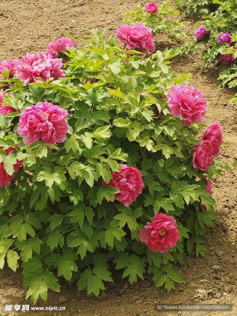 娇艳盛开的粉色牡丹花