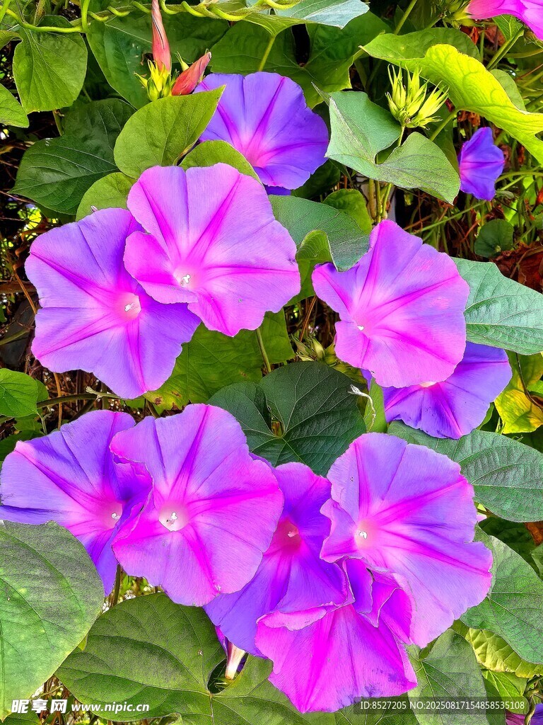艳丽绽放的紫色牵牛花