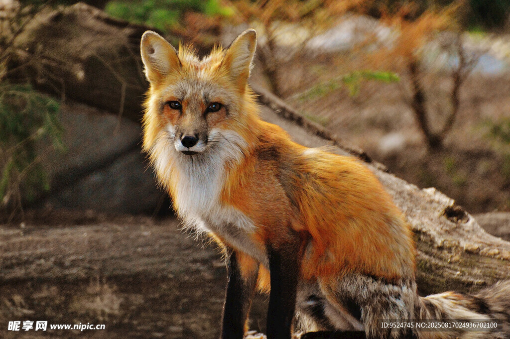 野外站立的红狐狸