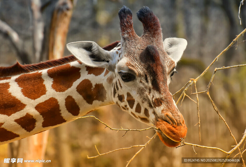 长颈鹿低头进食瞬间