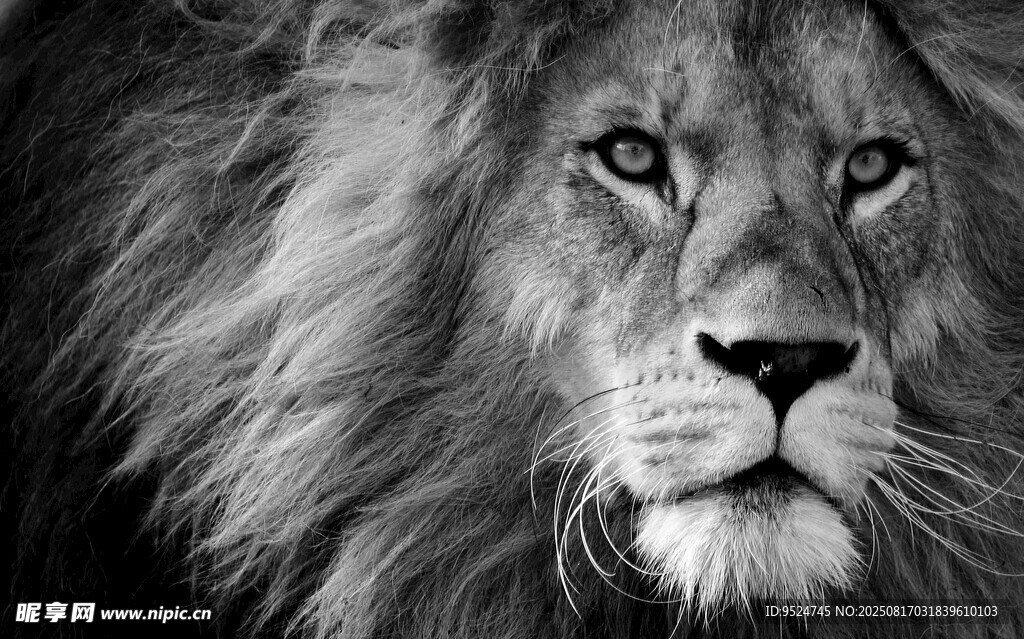 威严雄狮特写