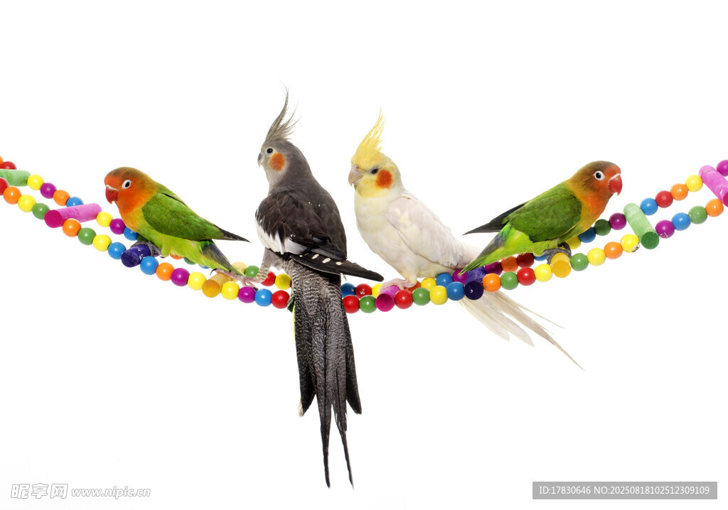 多彩绳上的美丽鹦鹉