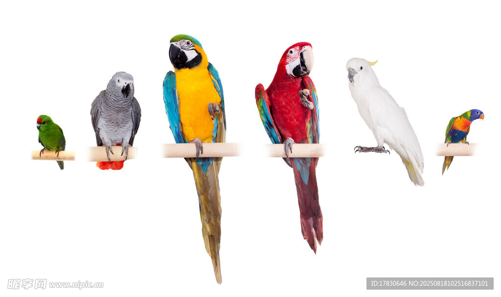 多彩鹦鹉栖息枝头