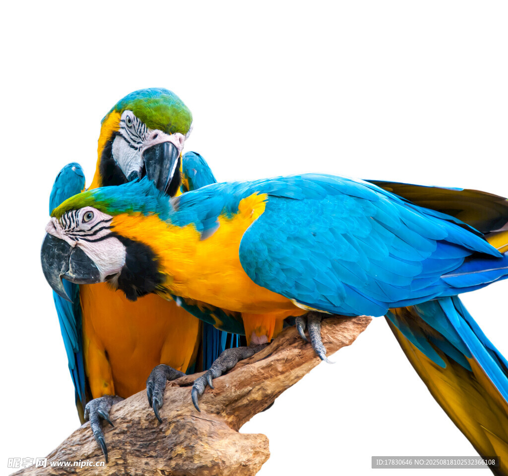 三只色彩艳丽的金刚鹦鹉