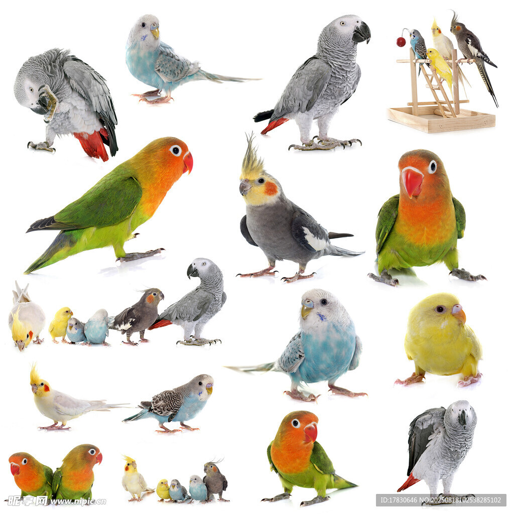 多彩鹦鹉集合图