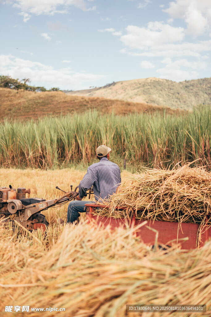 农民田间驾驶农机收割作物