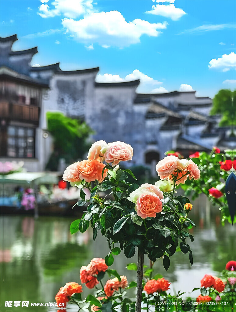 水乡玫瑰