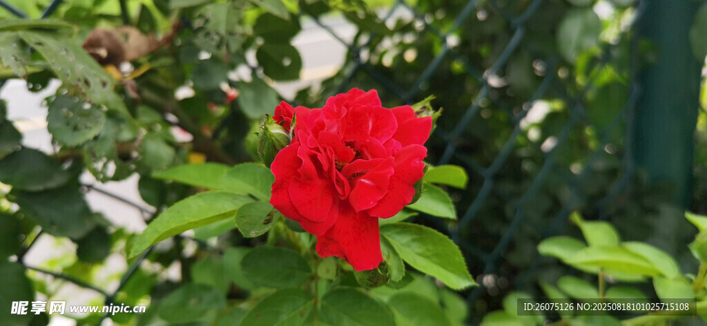 娇艳红玫瑰绽放绿叶间