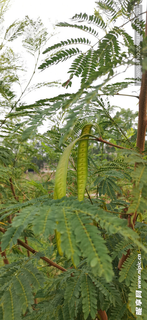 茂密丛林中的绿树与长荚果实