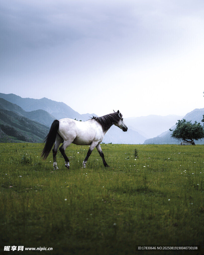 草原上独行的黑白骏马
