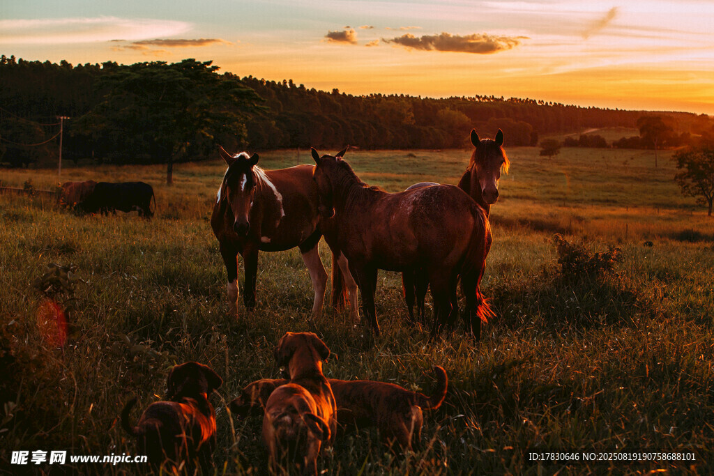 夕阳下草原上的马与狗