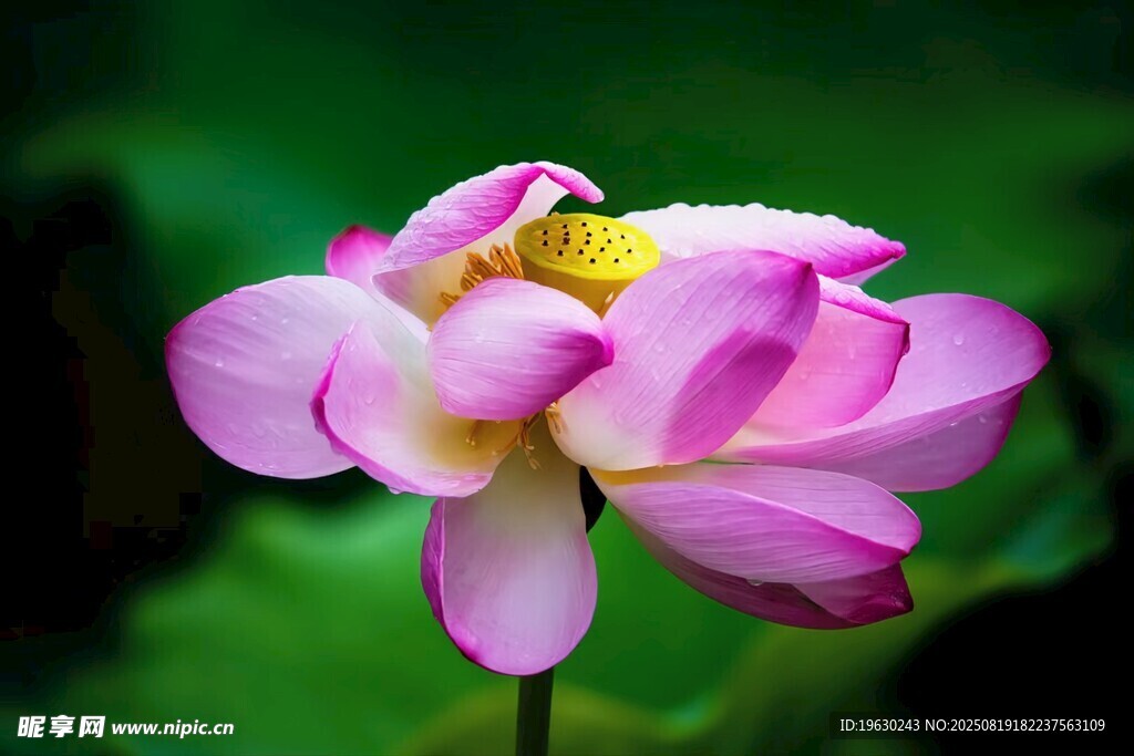 娇艳盛开的粉色荷花