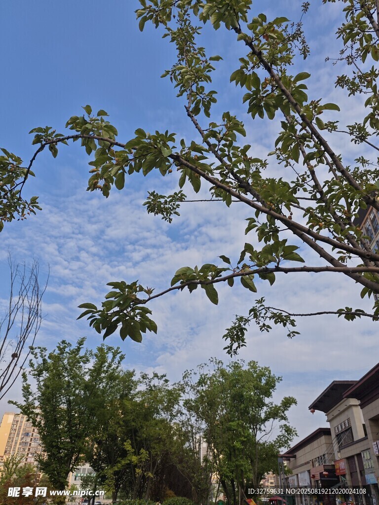 蓝天绿树间的清新景致