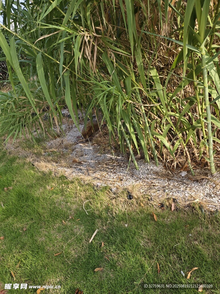 草地旁的积水与绿植