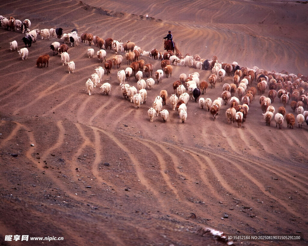 沙漠牧羊