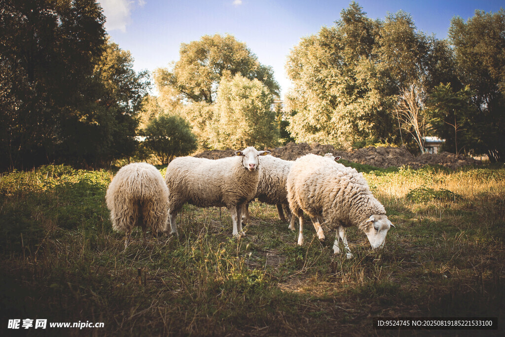 草原上悠闲吃草的羊群