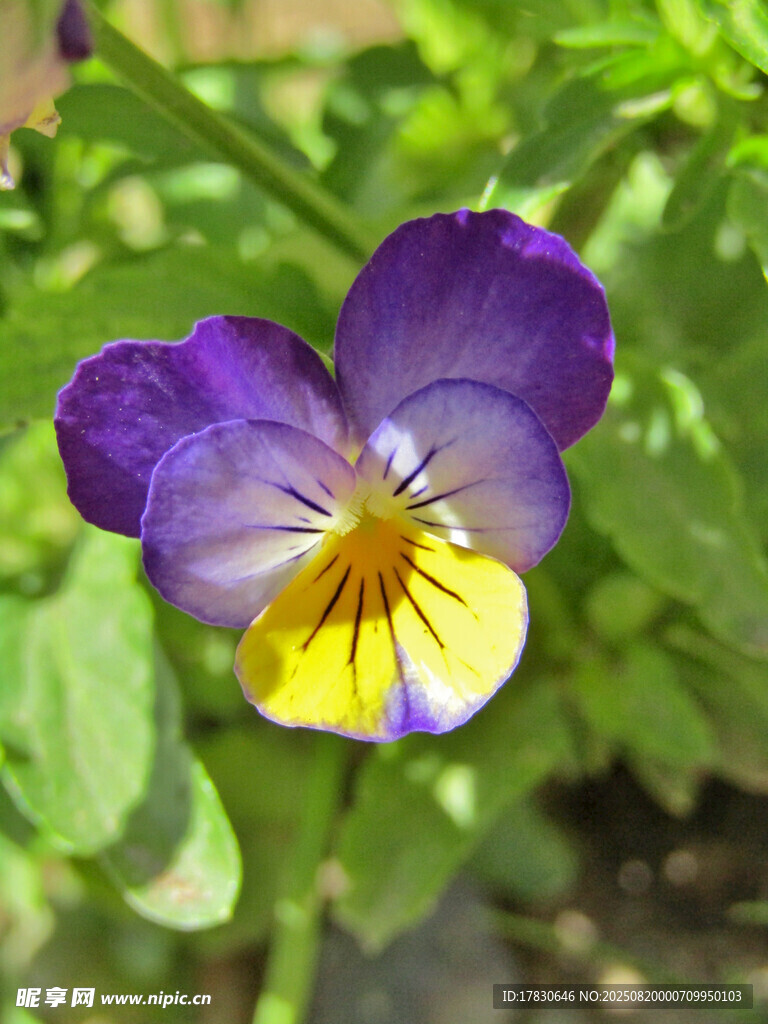 紫色三色堇特写