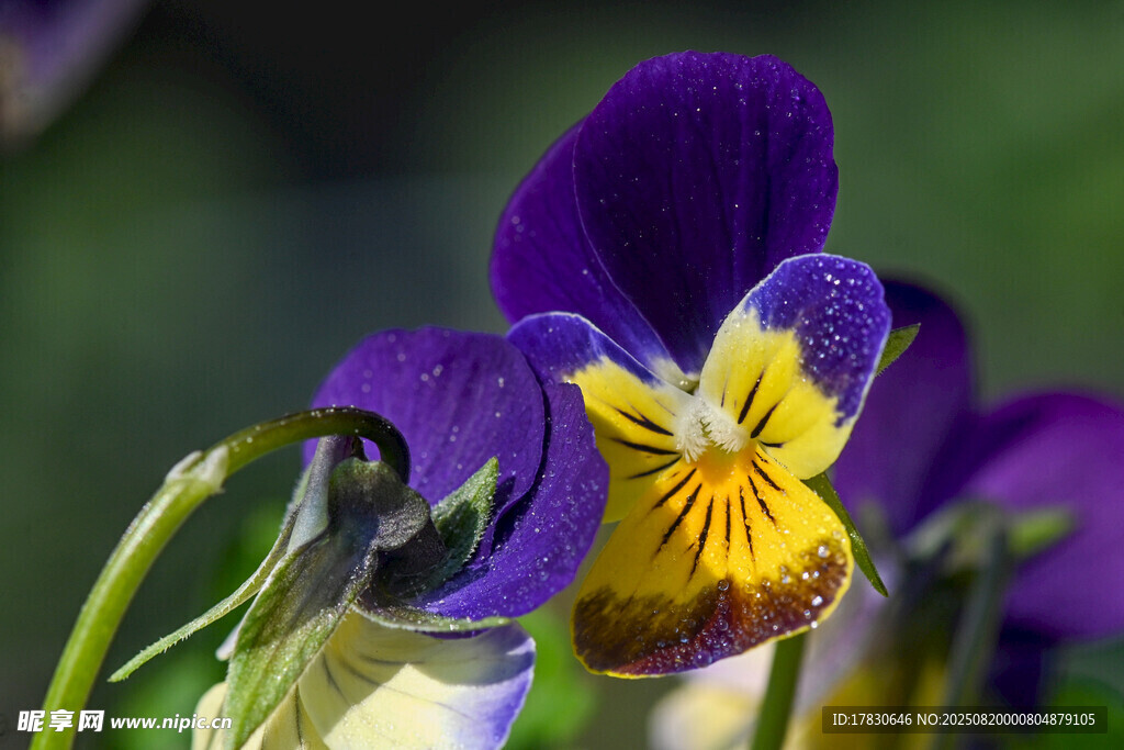 紫色三色堇花朵特写