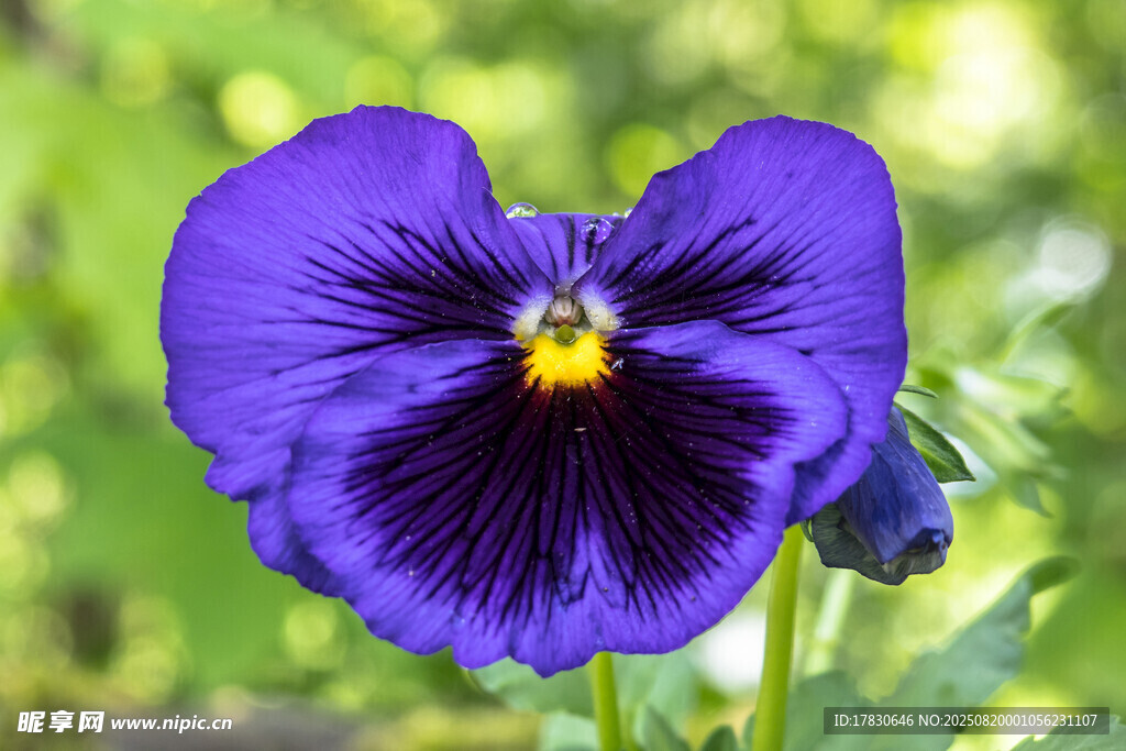 紫色三色堇特写