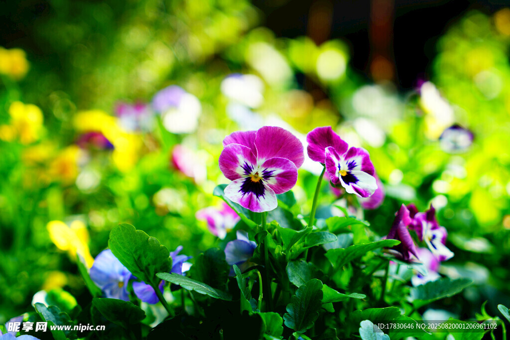 缤纷三色堇绽放于绿野