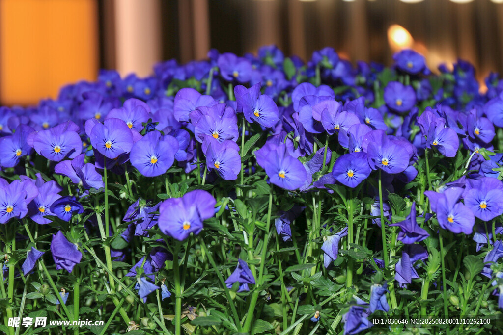 紫色花朵绽放的美丽景致