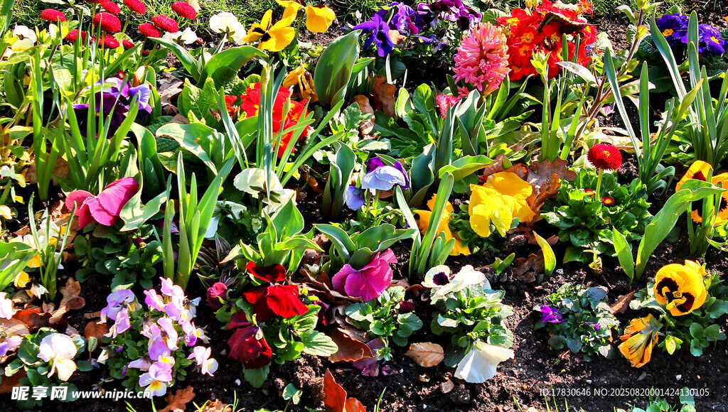 多彩花卉绽放的美丽景致