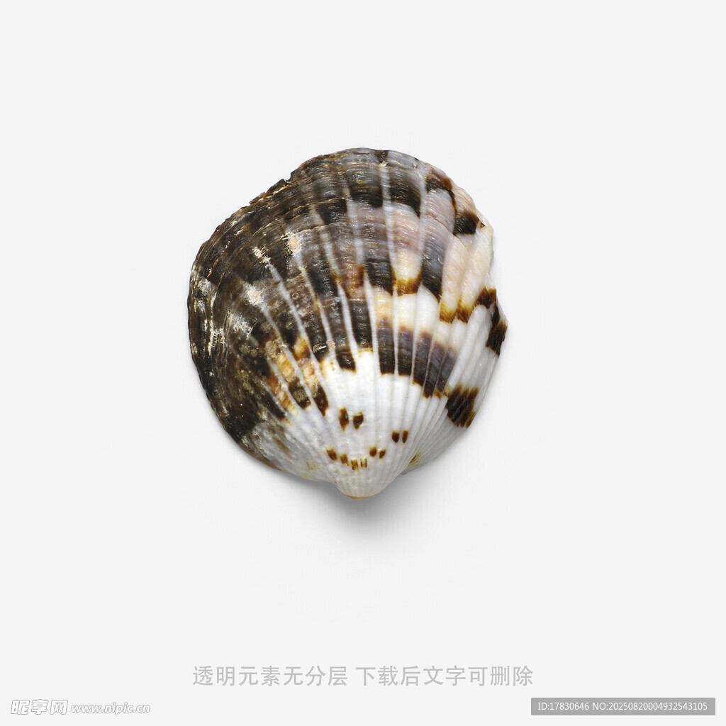 精美花纹贝壳特写