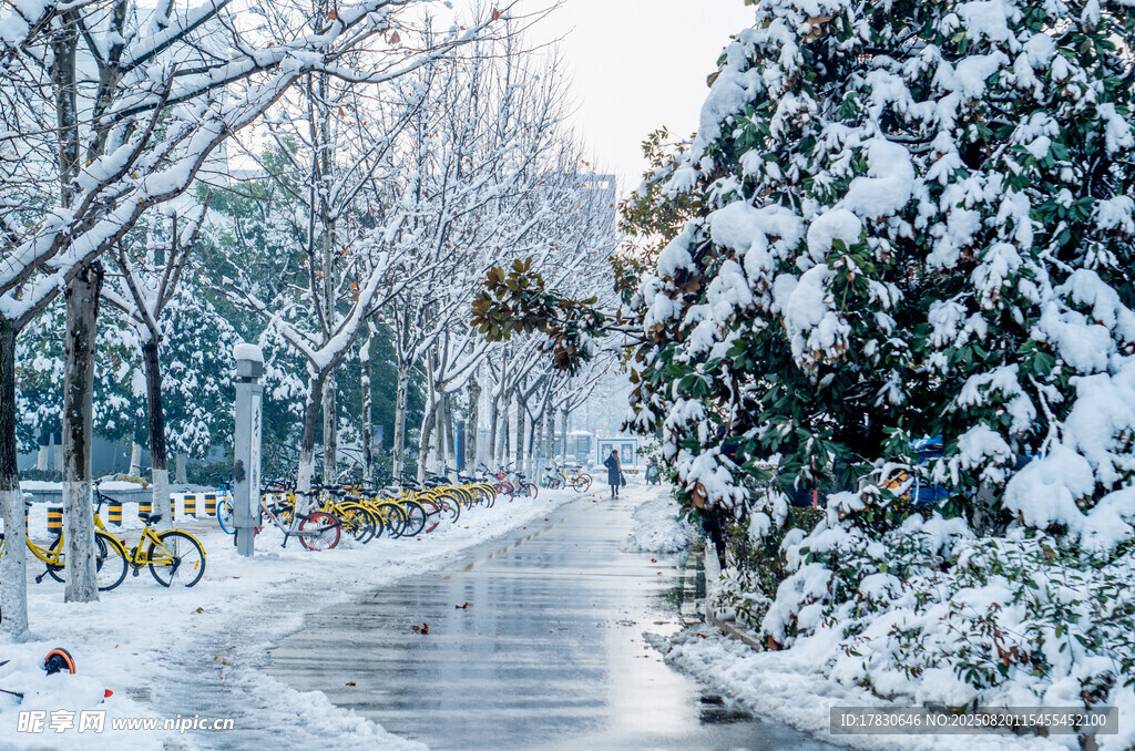 冬日雪景中的静谧林间小道