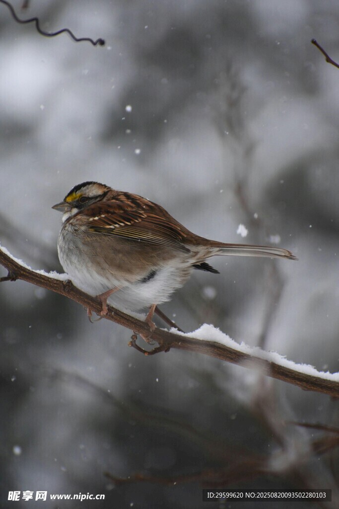 雪中栖于枝头的小鸟