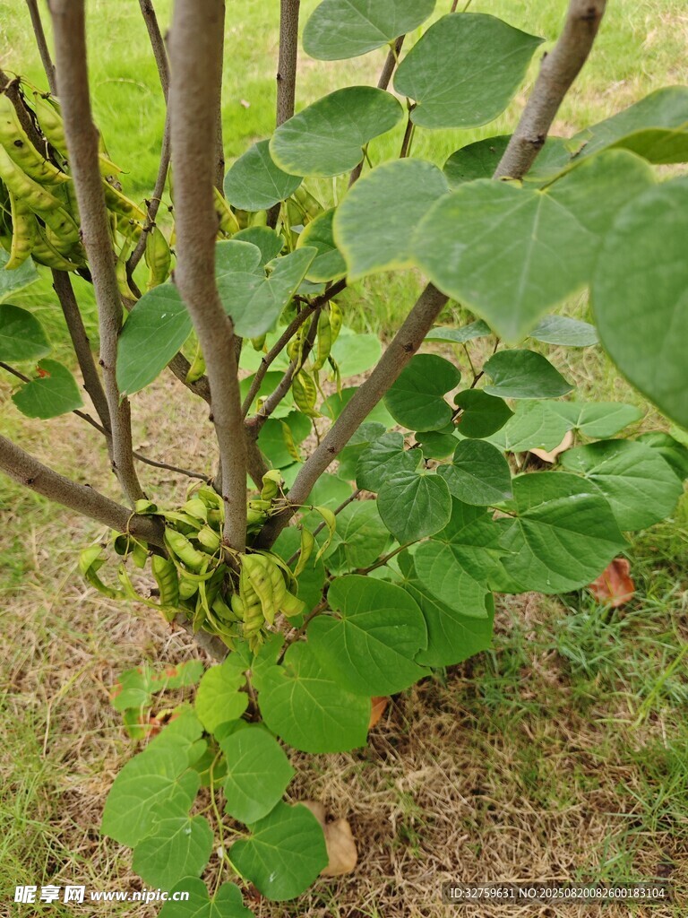 绿叶繁茂的植物枝干