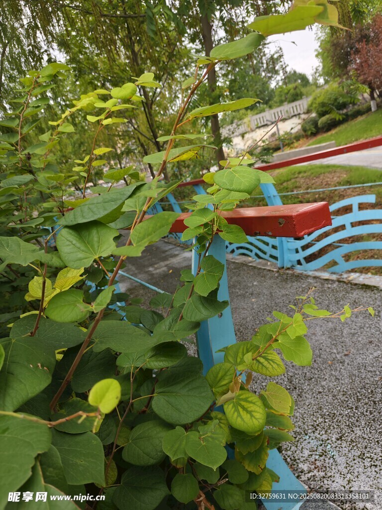 绿叶间的户外休闲场景