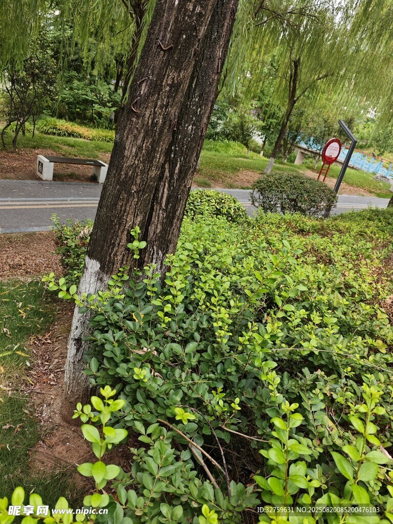 公园中的绿植与树木景观