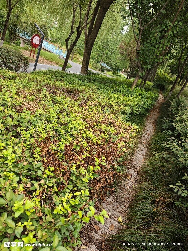 绿意盎然的景致