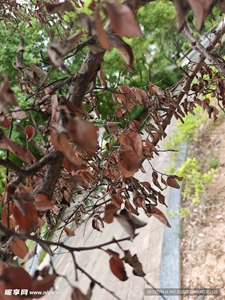 枝头棕红树叶特写