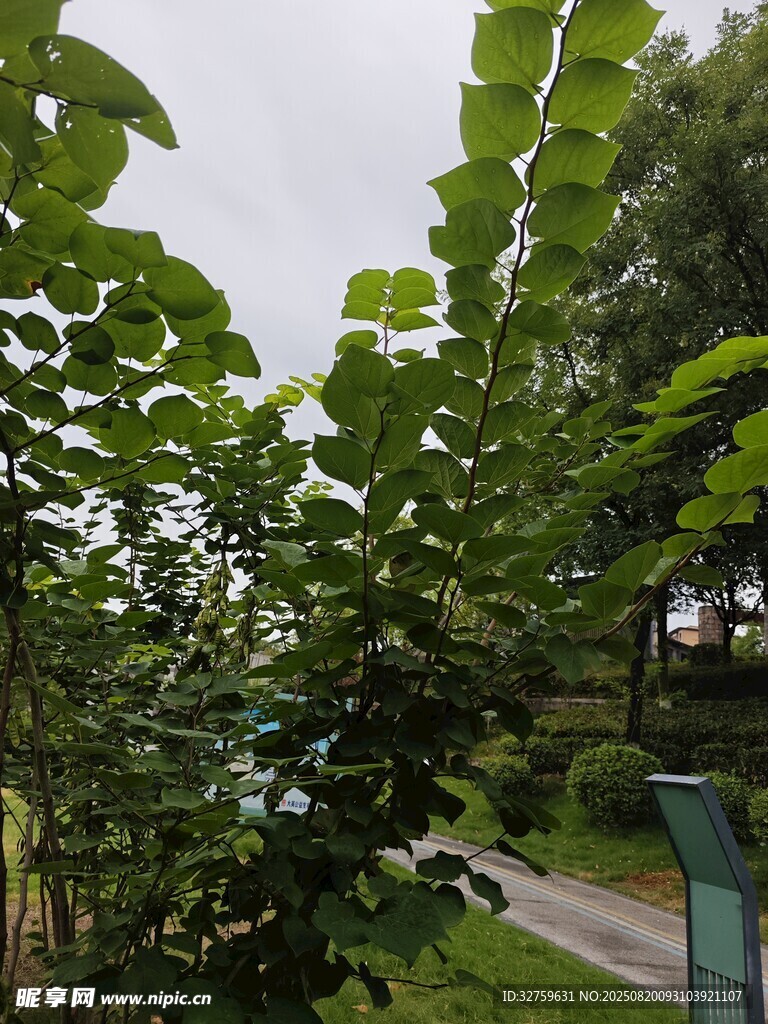 绿意盎然的林间小道