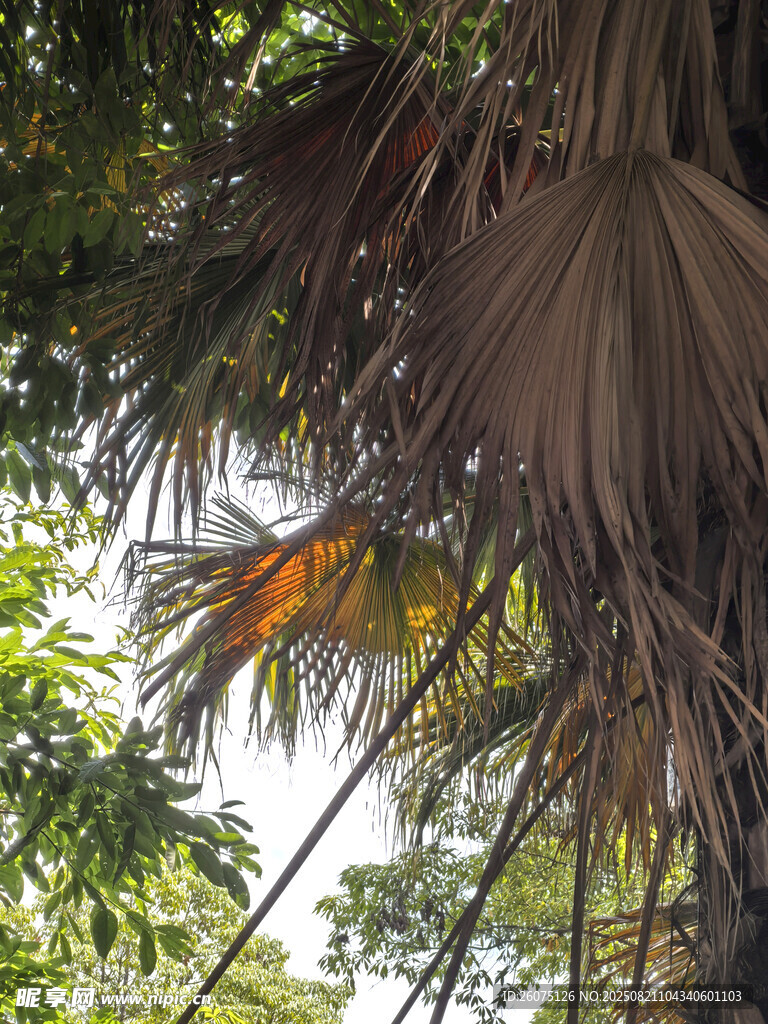 茂密丛林中的棕榈树景观