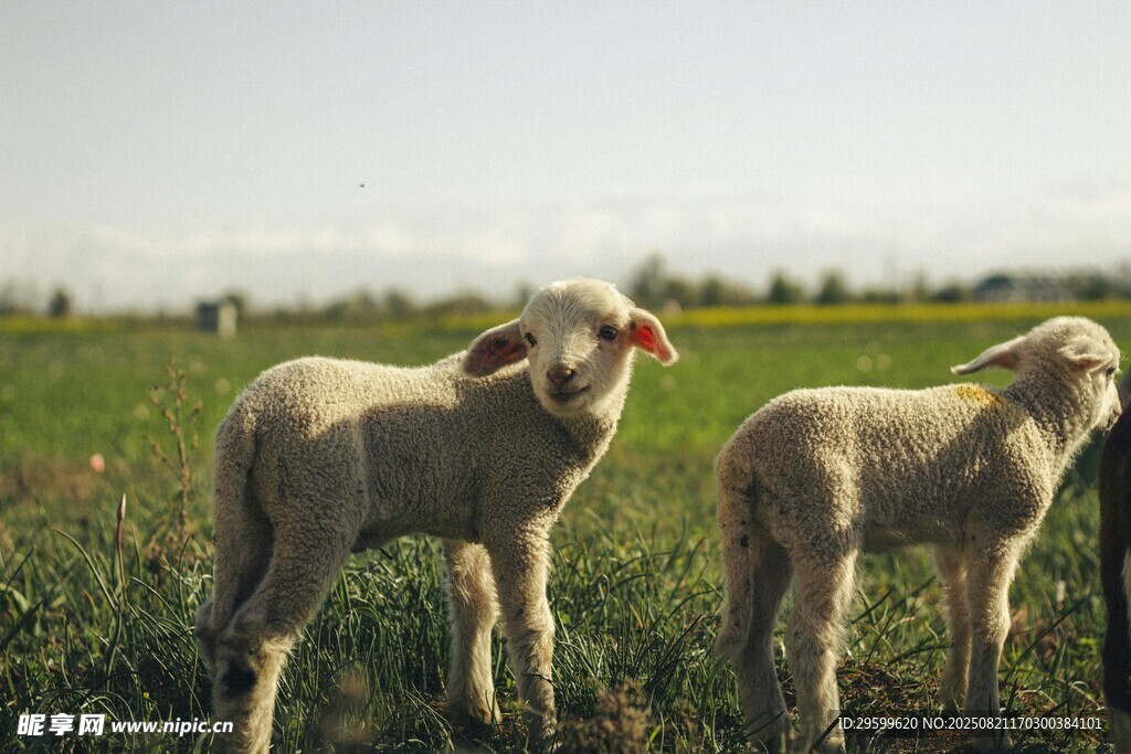 田野中的两只可爱小羊羔