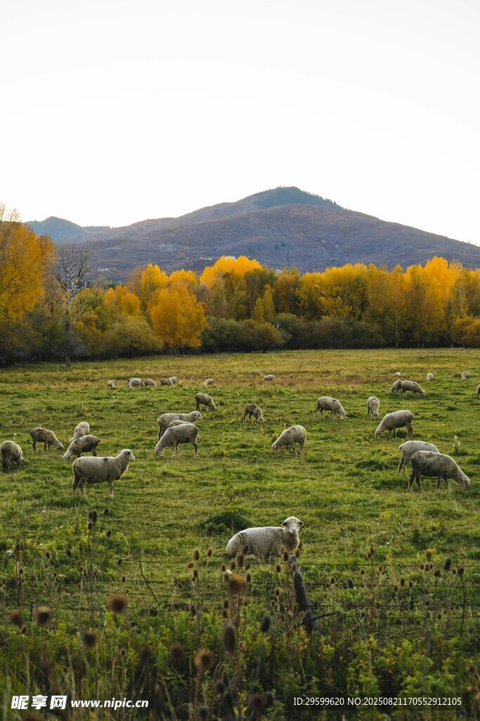草原羊群秋景图
