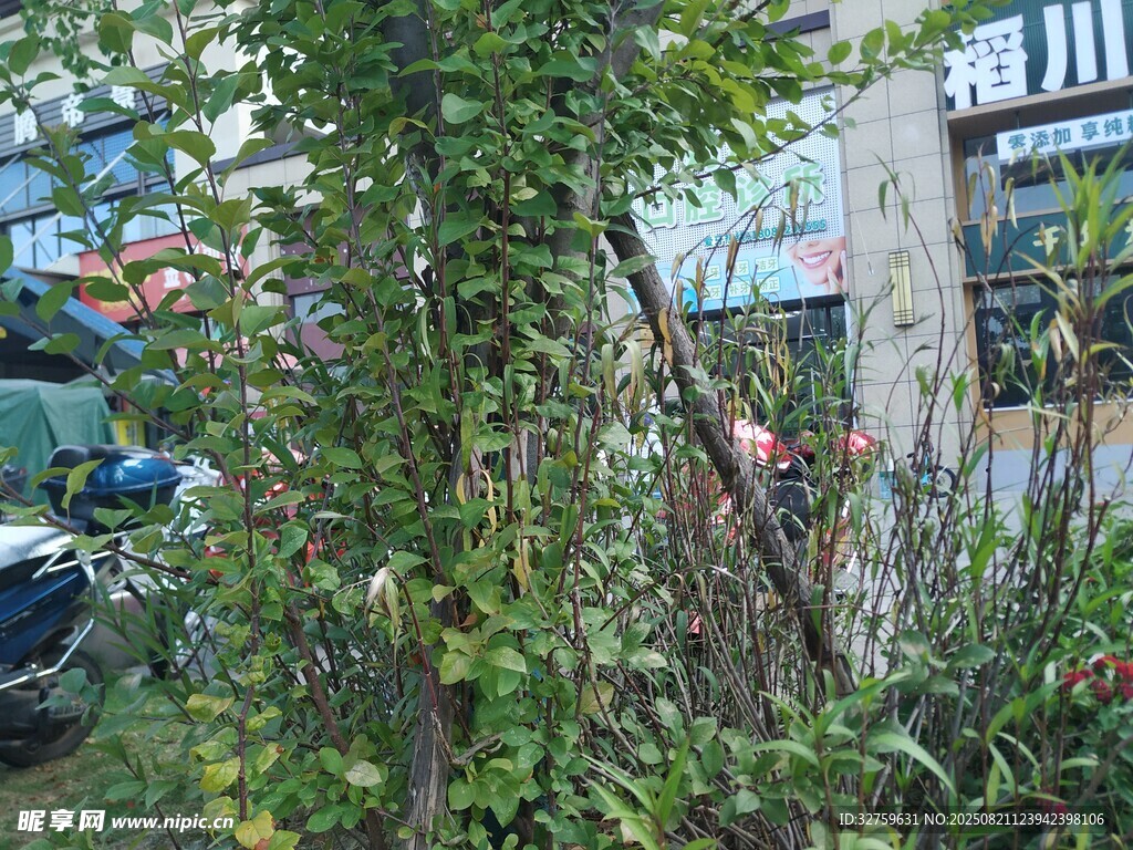 街边绿植景观