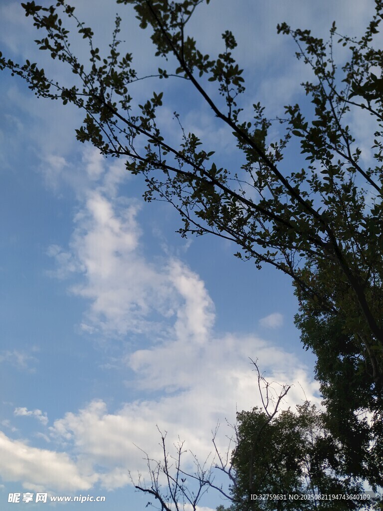 蓝天树枝间的白云美景