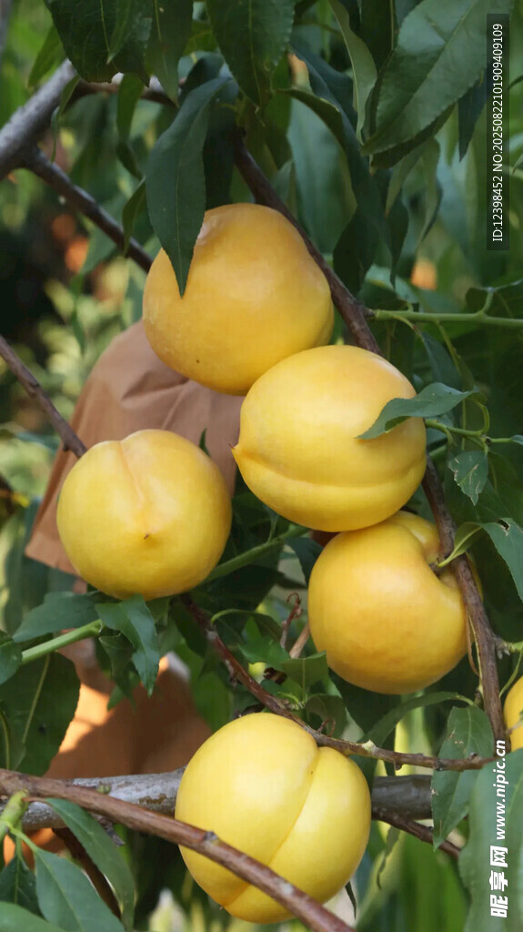 枝头黄桃饱满诱人