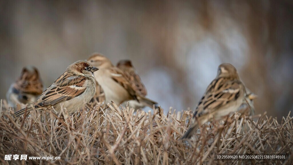 枝头麻雀群聚休憩