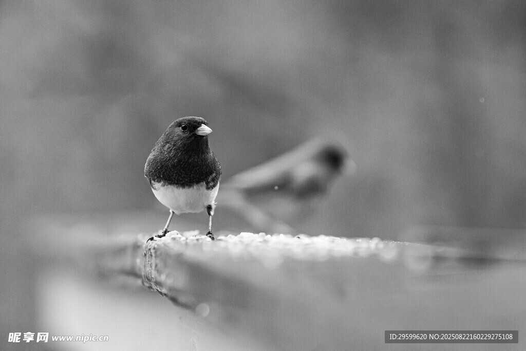 黑白双鸟立于枝头