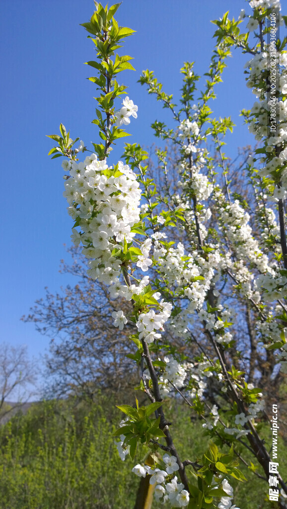 春日繁花绽放枝头
