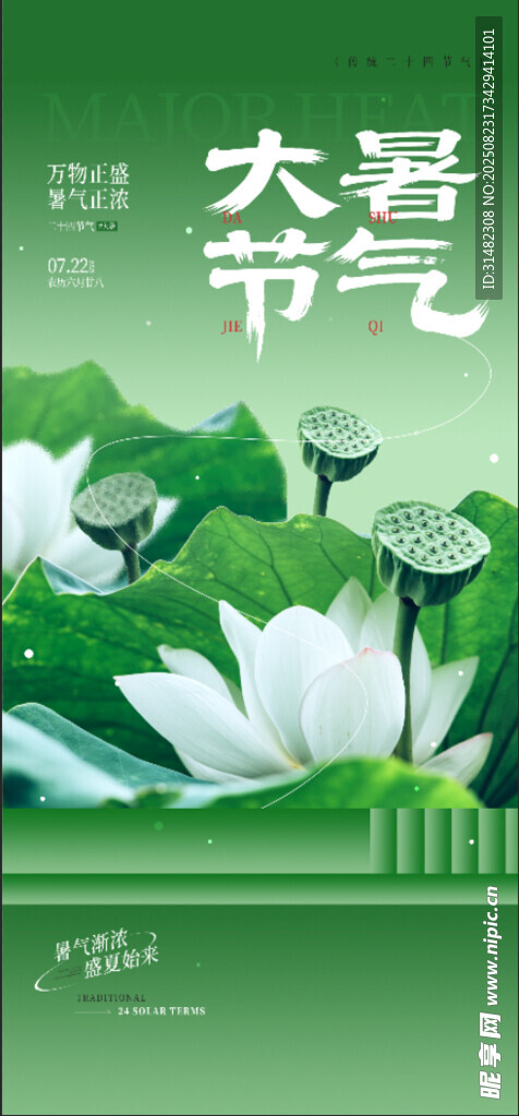 大暑时节荷花绽放