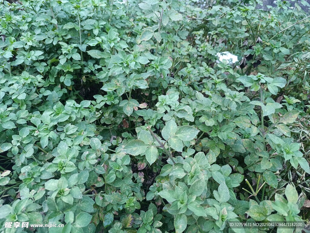 绿叶繁茂的植物景观