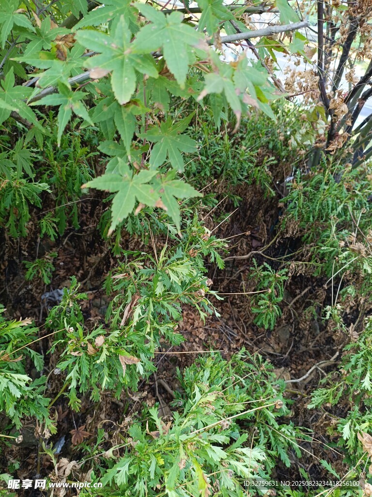 绿叶繁茂的植物景观