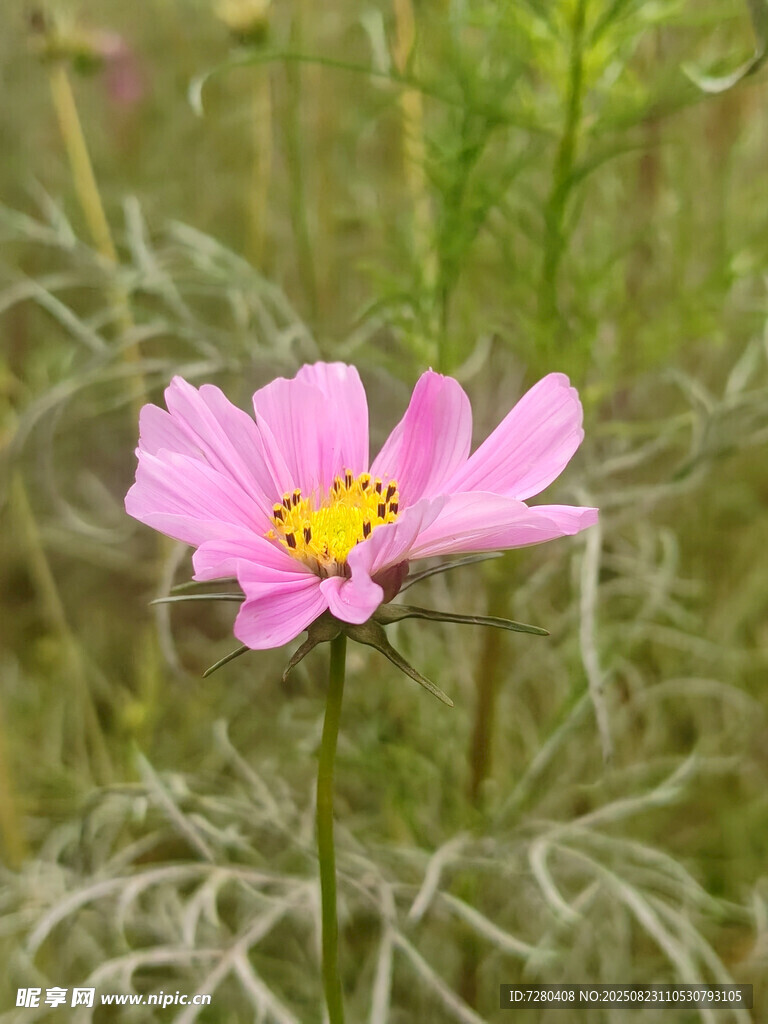单朵粉色波斯菊绽放