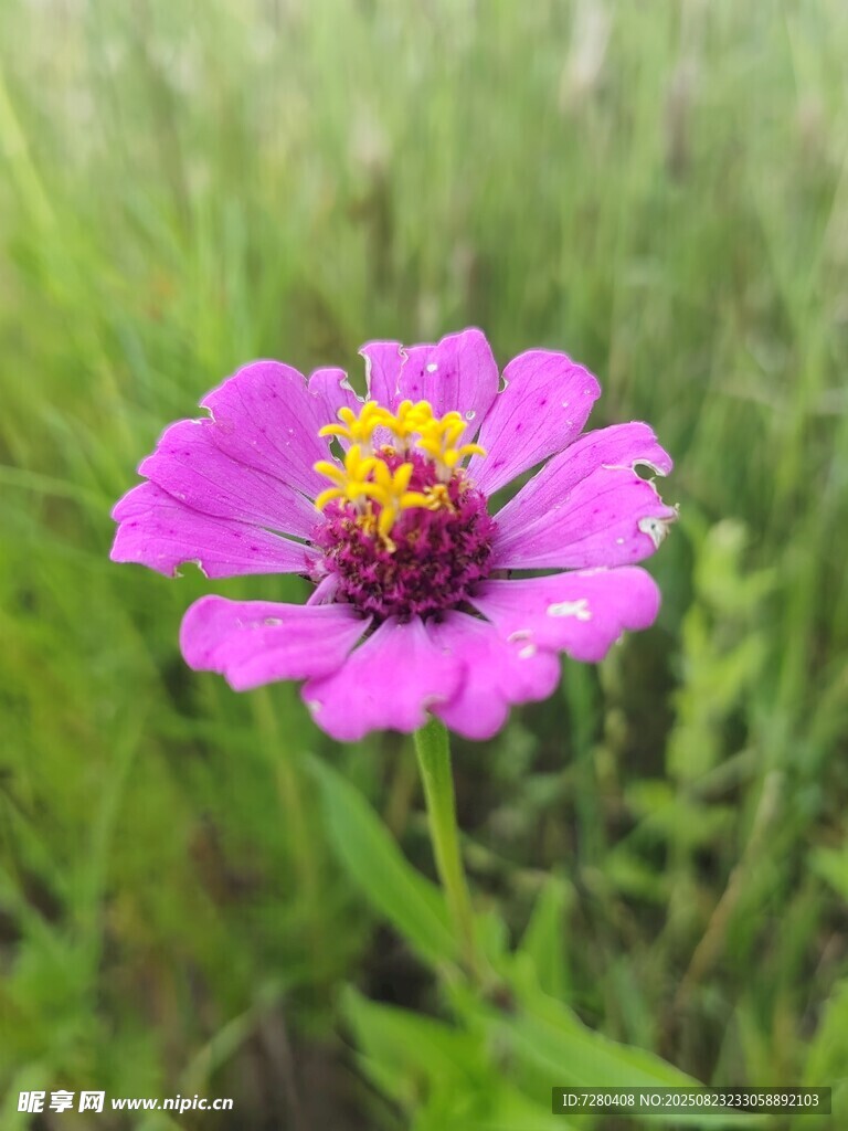 娇艳粉色花朵绽放